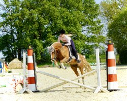 broodmare Sunshine Sitara (German Riding Pony, 2011, from Jonker's Socrates)