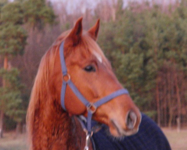 horse Forrest Gump (Brandenburg, 2002, from Frühtau)