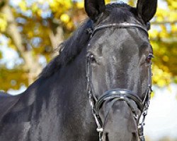 dressage horse Dark Kiss (KWPN (Royal Dutch Sporthorse), 2005)