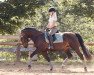 dressage horse Unannounced Pleasure (Sachs-door. Heavy Warmbl., 2018, from Unicum)