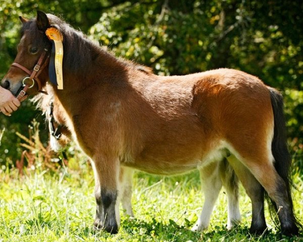 broodmare Fleetwood Ley Hortensia (Shetland pony (under 87 cm), 2003, from Don aus Waat)