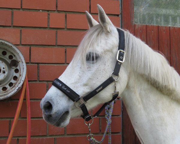 Springpferd Divalinski (Deutsches Reitpony, 2007, von Dein Sunnyboy)