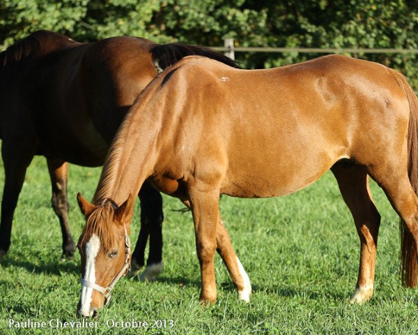 broodmare Vieusinge du Maury AA (Anglo-Arabs, 1997, from Jalienny AA)