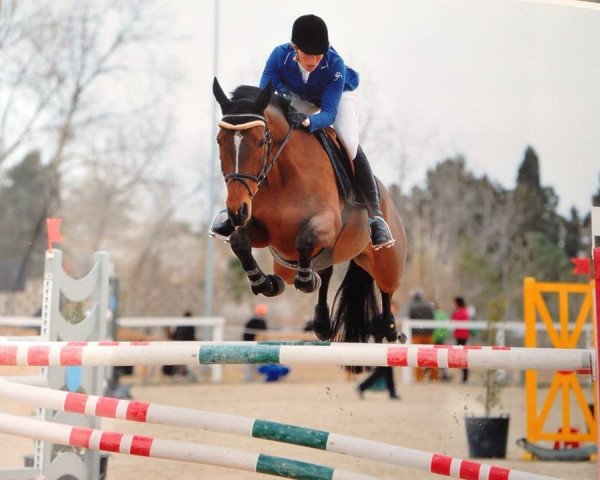 broodmare Tsigane du Gers (Anglo-Arabs, 2007, from Rheingold de Luyne AA)