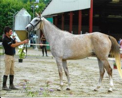 broodmare Flamme de Beliard AA (Anglo-Arabs, 2015, from Upsilon AA)