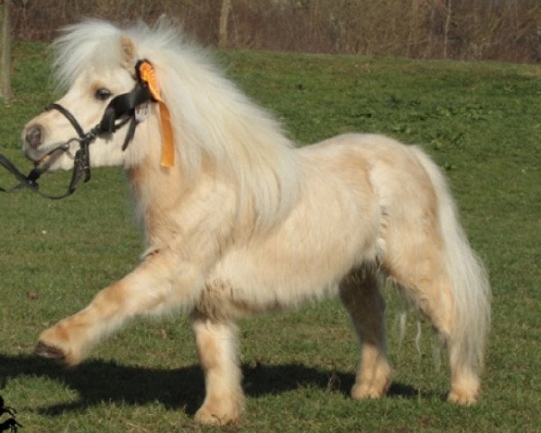 stallion Fleetwood Ley Poison (Shetland pony (under 87 cm), 2008, from Fleetwood Ley Poppstar)