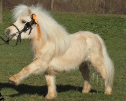 Deckhengst Fleetwood Ley Poison (Shetland Pony (unter 87 cm), 2008, von Fleetwood Ley Poppstar)