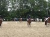 dressage horse Arthur D (Nederlands Rijpaarden en Pony, 1990, from Downland Folklore)