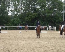 dressage horse Arthur D (Nederlands Rijpaarden en Pony, 1990, from Downland Folklore)