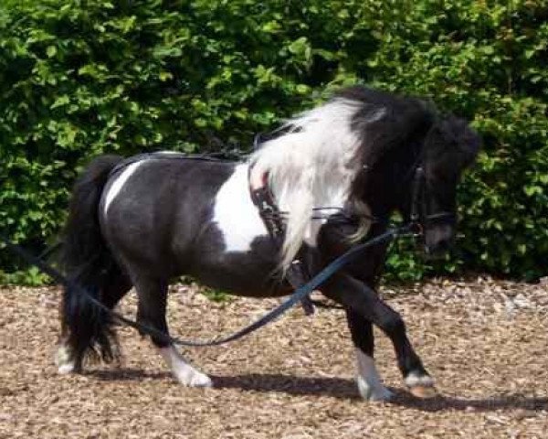 Deckhengst Gilligan vom Ellernbrook (Shetland Pony (unter 87 cm), 1998, von Gerwin v.d. Mariaheide)