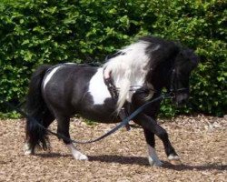 stallion Gilligan vom Ellernbrook (Shetland pony (under 87 cm), 1998, from Gerwin v.d. Mariaheide)