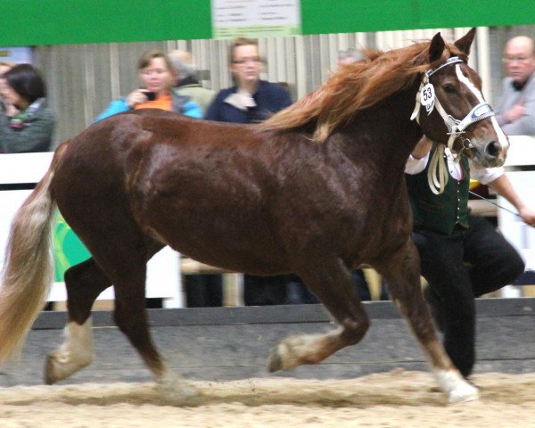 broodmare Elisabeth S (South German draft horse, 2007, from Neuhäuser)