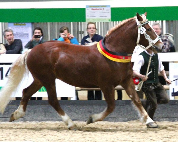 Zuchtstute Marie (Süddeutsches Kaltblut, 2008, von Garant)