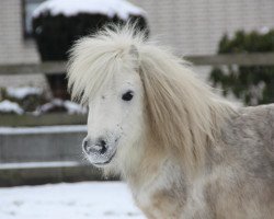 horse Götting's El Bambino Topolino (Shetland pony (under 87 cm), 2008, from Ernst-August)