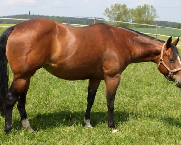 Zuchtstute HC Whos My Dad (Quarter Horse, 2002, von Frostys Chic Olena)