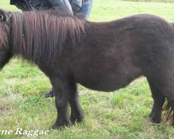 broodmare Kiss me Raggae (Shetland pony (under 87 cm), 2000, from Reno)