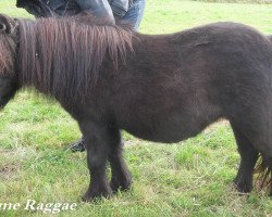 Zuchtstute Kiss me Raggae (Shetland Pony (unter 87 cm), 2000, von Reno)