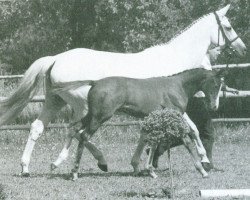 Zuchtstute Susi V (Trakehner, 1980, von Cesar)