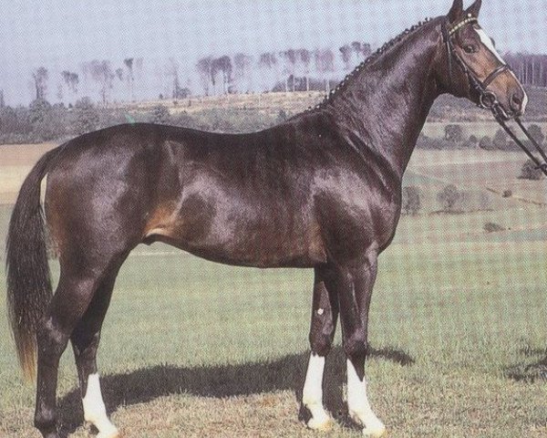 stallion Primar (Westphalian, 1989, from Pilot)