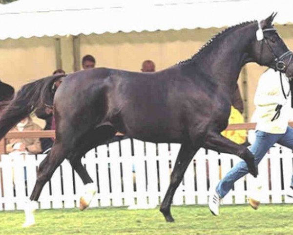 stallion High Spirits (Hanoverian, 2001, from Hohenstein I)