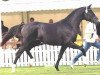 stallion High Spirits (Hanoverian, 2001, from Hohenstein I)