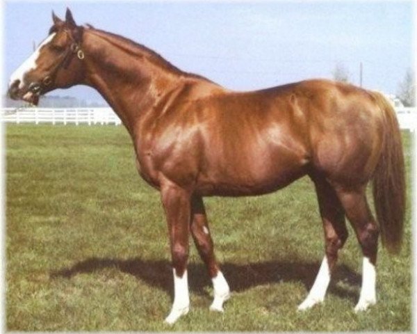 stallion The Minstrel xx (Thoroughbred, 1974, from Northern Dancer xx)