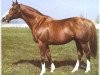 stallion The Minstrel xx (Thoroughbred, 1974, from Northern Dancer xx)