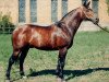 stallion Vypas (Russian Trakehner, 1979, from Pepel)
