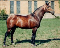 stallion Vypas (Russian Trakehner, 1979, from Pepel)