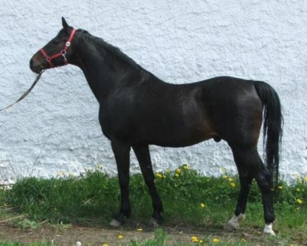 stallion Rosenthal (Bavarian, 1987, from Rassenstein)