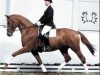stallion Pret a Porter (Trakehner, 1998, from Ivernel)
