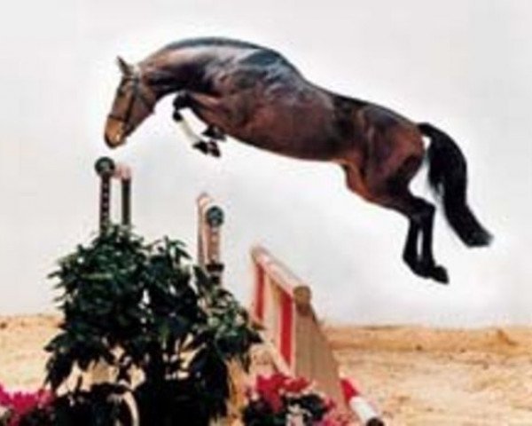 stallion Chasseur II (Hanoverian, 1989, from Calypso II)