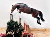stallion Chasseur II (Hanoverian, 1989, from Calypso II)