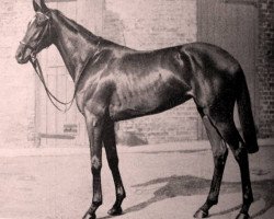 broodmare Neocracy xx (Thoroughbred, 1944, from Nearco xx)