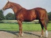 stallion Saint Crespin III xx (Thoroughbred, 1956, from Aureole xx)