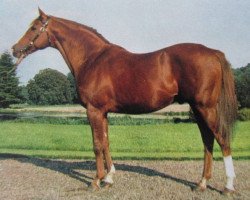 stallion Saint Crespin III xx (Thoroughbred, 1956, from Aureole xx)