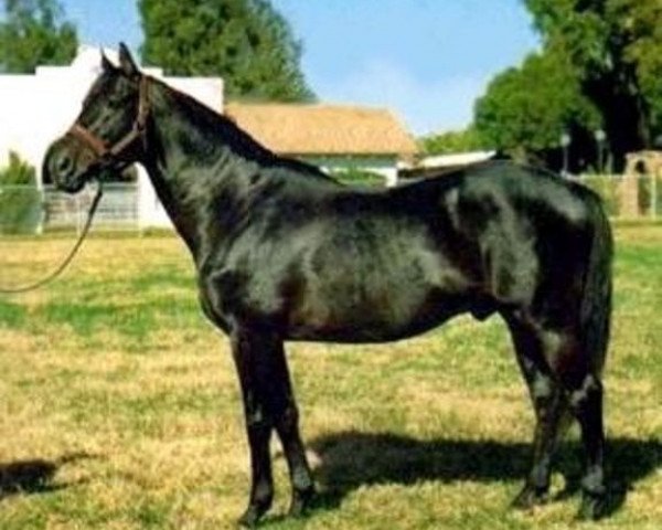stallion Pretense xx (Thoroughbred, 1963, from Endeavour xx)