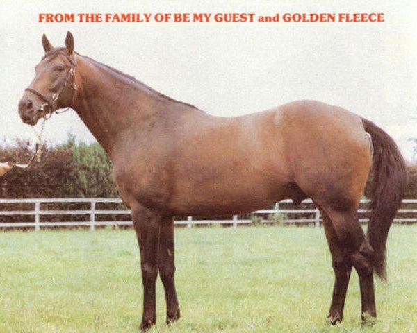 stallion Creative Plan xx (Thoroughbred, 1977, from Sham xx)