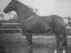 stallion Pergamos (Trakehner, 1960, from Ernest)