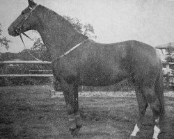 stallion Pergamos (Trakehner, 1960, from Ernest)