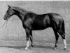 stallion Kastor (Trakehner, 1966, from Pergamos)
