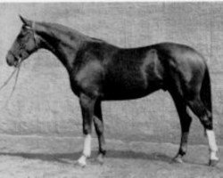 stallion Kastor (Trakehner, 1966, from Pergamos)