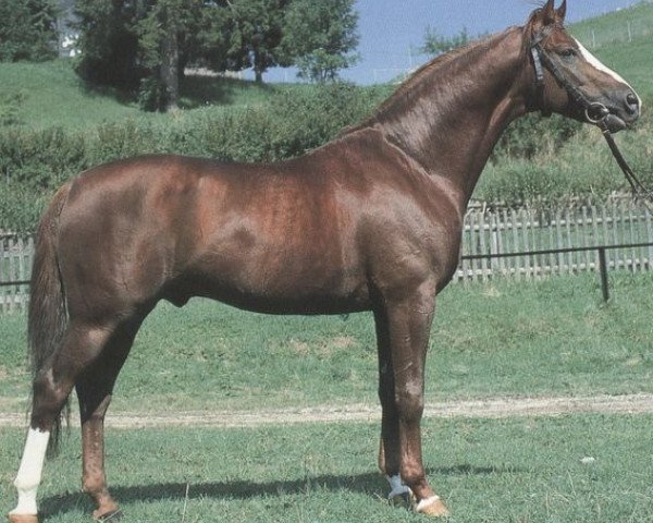 stallion Kalman (Württemberger, 1974, from Kastor)