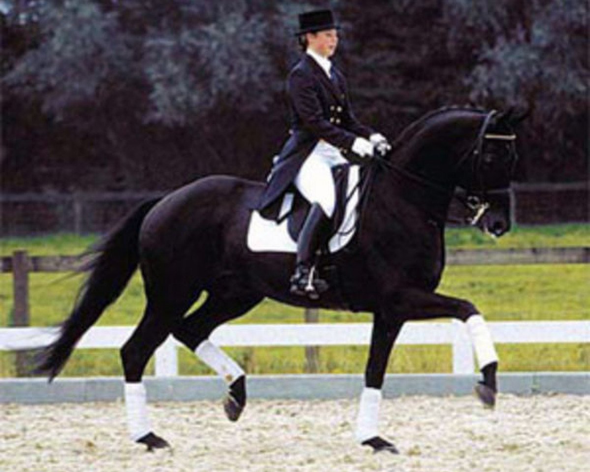 stallion Stravinsky xx (Thoroughbred, 1988, from Revlon Boy xx)