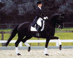 stallion Stravinsky xx (Thoroughbred, 1988, from Revlon Boy xx)