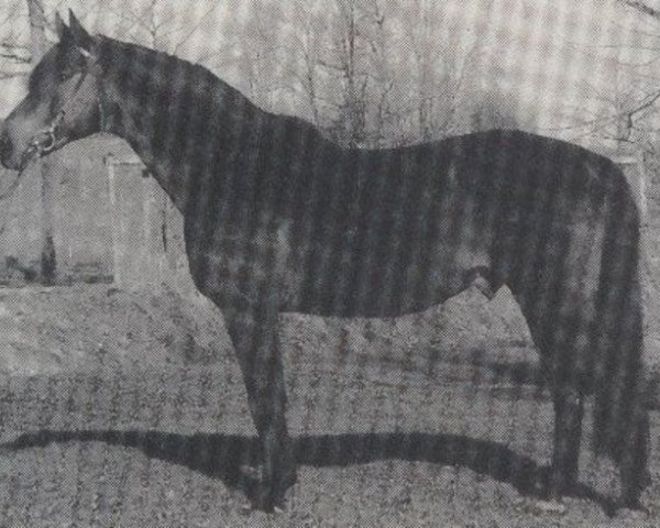 stallion Papageno (Westphalian, 1979, from Paradox I)