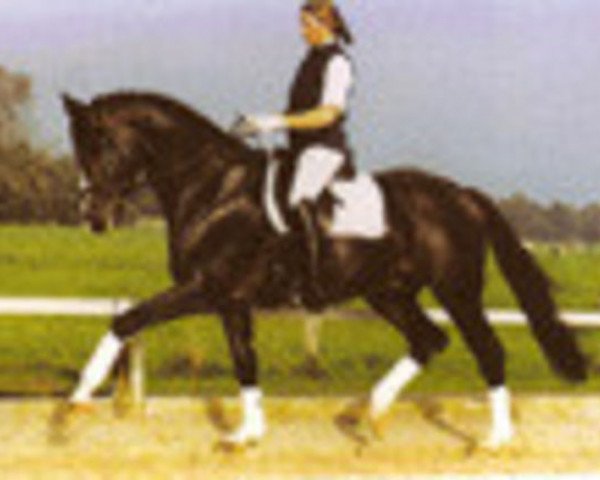 stallion Pretty Dancer (Trakehner, 1996, from Mackensen)