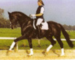 stallion Pretty Dancer (Trakehner, 1996, from Mackensen)