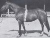 Pferd Piave (Holsteiner, 1956, von Heidelberg)