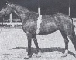 broodmare Piave (Holsteiner, 1956, from Heidelberg)